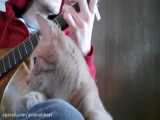 وقتی گربه عاشق گیتار میشه