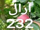 فروش نهال سیب گلاب، رد و گلدن در آرال نهال میاندوآب 09143812014خوش منش--09142711