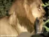مستند حیات وحش شیر های آفریقایی سابی سند بخش ۱ دوبله فارسی