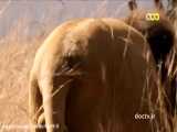 مستند حیات وحش شیر های آفریقایی سابی سند بخش ۲ دوبله فارسی