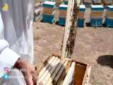 (جهش تولید) زنبوردار نمونه و مددکار ترویج بخش کفراج نورآباد