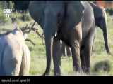Biggest Wild Animal Fights   Rhino vs elephaAnimals.mp4