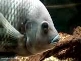 ماهی تیلاپیای نیل: Oreochromis niloticus