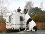 ویدئوی بزرگترین سگ جهان !!! حتما ببینید. > وایرال وان > viral1.ir