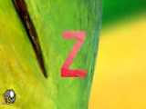 انیمیشن آموزش زبان کودکان کوکوملون Zoo & Zebra - Lower Case Alphabet _z_ _ CoCo