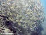 ماهی تفنگچی نوارطلایی:  Pterocaesio chrysozona