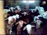 فیلم طنز گوسفندان در طویله