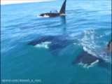 شنا و دنبال کردن جت اسکی توسط یک دسته نهنگ قاتل