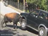 گزیده ای از حملات حیوانات به اتومبیل | حیوانات در مقابل ماشین