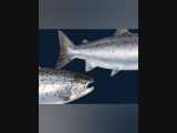 تفاوت ماهی سالمون و قزل آلا 