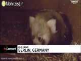 تولد توله پاندای سرخ در باغ‌وحش برلین بعد از ۹ سال انتظار