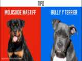 روتوایلر و پیت‌بول | کدام قوی تر است !! | Rottweiler VS Pitbull