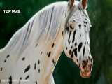 7 اسب زیبا در جهان | زیباترین اسب با نژاد خالص