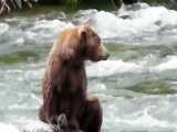 اداهای خرس شکارچی ماهی