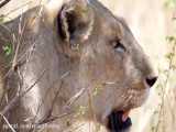 حمله ناموفق شیر به کرگدن غول پیکر در حیات وحش افریقا