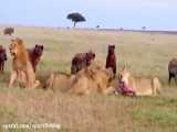 کفتارها اتش بیار حمله شیرهای افریقایی به حیات وحش افریقا