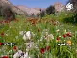 ترانه محلی    هی گل   با لهجه شیرین لری - شیراز