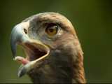 قدرت پلک زدن  عقاب 