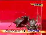 زهرآلود 1-مسابقه ویژه6-عنکبوت شتری سیاه vsسوسک ببری مانتیکورا-نتیجه مساوی میشود