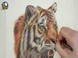 آموزش نقاشی ببر با مداد رنگی