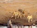 حیات وحش، لحظه های دیدنی از شکار و جنگ شیر برای بقاء