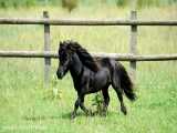 8 تا از عجیب ترین نژاد اسب در جهان