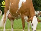 7 نژاد گاوهایی که شیر بیشتری به دست انسان می دهد