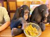 زندگی مسالمت آمیز شامپانزه باهوش و انسان!