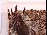 پوست اندازی تارانتولای زانوقرمزمکزیکی-این جانورمحبوب ترین عنکبوت خانگی دنیاست