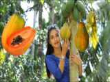 زندگی در طبیعت  _  میوه پاپایا  Papaya