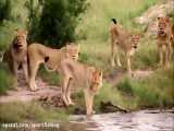 6 شیر افریقایی از بوفالو و فیل در حیات وحش افریقا  شکست خوردند