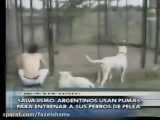 کشتن پوما یا همان شیر کوهی توسط داگو آرژانتینو
