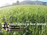 مزرعه پرورش بز شیری در نیوزیلند