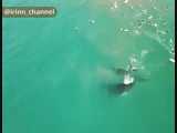 تصاویری دیدنی از نزدیک شدن یک نهنگ مادر و بچه اش به موج سواران در سیدنی استرالیا 