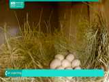 آموزش پرورش مرغ | پرورش مرغ محلی | پرورش مرغ تخمگذار (نحوه تولید مثل مرغ ها)