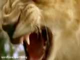 شیرهای افریقایی که همه حیوانات را شکار می کنند از مار حیات وحش افریقا ترسیدند