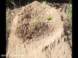 Aluminium Casting of a Giant Brown Bull Ant Nest - Myrmecia brevinoda