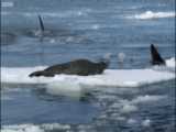 ارسال ترسناکترین موج ها و زلزله مصنوعی توسط نهنگ قاتل برای شکار فوک های بدجنس HD