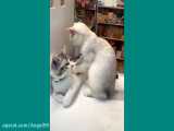گربه های بامزه - گربه مادر و بچه گربه ها - قسمت 1