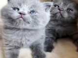 فروش گربه بریتیش شورت هیر بلو ۰۹۲۱۶۰۳۷۹۲۶