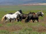 اسب های وحشی امریکا شمالی | ماستنگ | Mustang