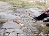 نجات روباه زبون بسته توسط کوهنوردای بروجردی