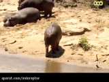 حمله کروکودیل به اسب ابی بالغ  crocodile nile attak hippos