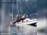 Huge sea lions spotted hanging out on a boat in Olympia