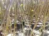 فروش درخت پالونیا در مشهد نهالستان پارس 09152157465