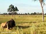 حمله شیرها به بوفالوها و ماجراهای ان در حیات وحش افریقا