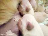 توله سگ های گلدن رتریور تازه متولد شده. روز دوم تولد  باحیوانات_مهربان_باشیم