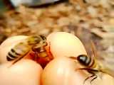 ملکه زنبور عسل از نمای نزدیک