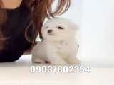 فروش سگ مالتیپو آپارتمانی عروسکی پشمالو پاکوتاه شماره تماس 09037802354