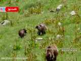 فیلم بازیگوشی بچه خرس‌ها، در طبیعت بکر ایران